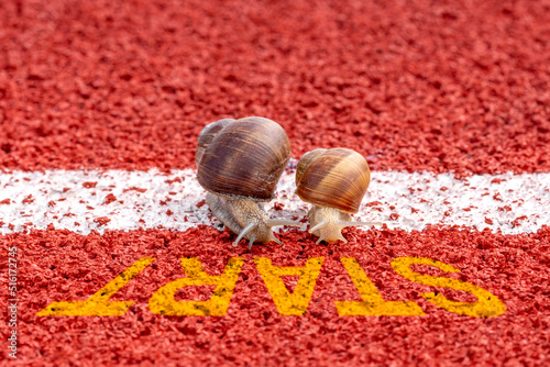 Close-up of racing snails on the start line photo