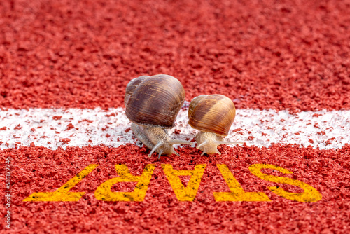 Close-up of racing snails on the start line