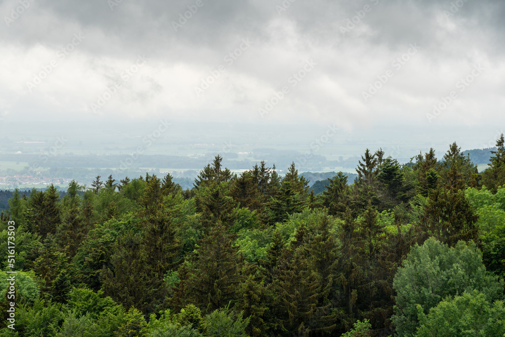 Forest in the German Bavaria in lush green in spring