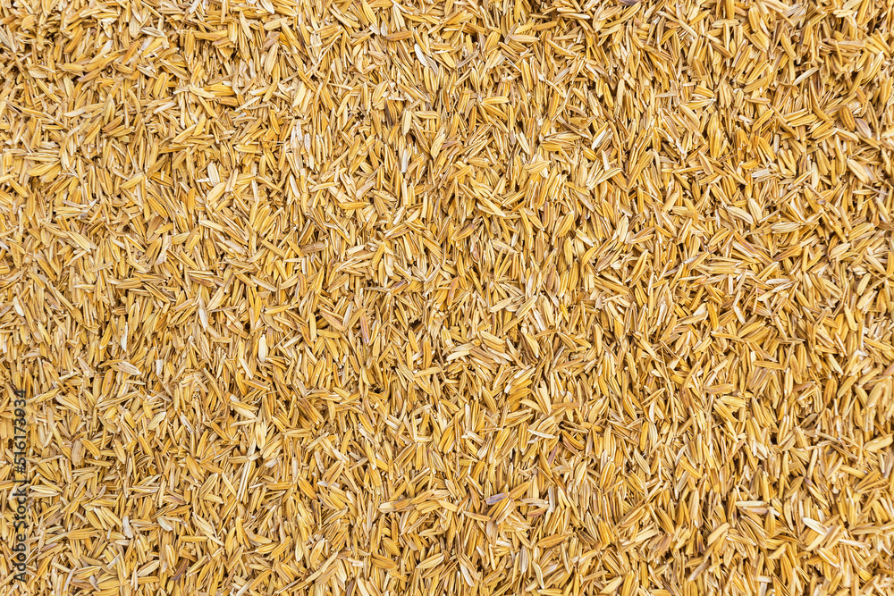 Bright yellow rice husk, rice husk background Beautiful yellow. rice husk texture. Bright yellow rice husk, rice husk background Beautiful yellow. rice husk texture.