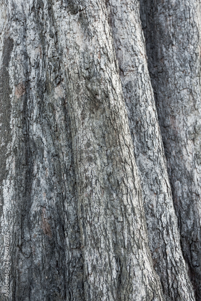 Obraz premium Texture of pine bark. Background of tree bark. Seamless tree bark, Endless wooden background for web page fill or graphic design.