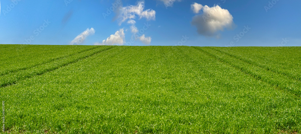 Piękny wiosenny widok zielona trawa i niebieskie niebo - obrazy, fototapety, plakaty 