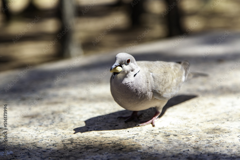 Fototapeta premium Pigeon in nature