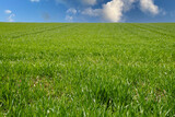Piękny wiosenny widok zielona trawa i niebieskie niebo