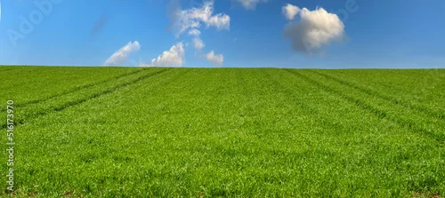Obraz Piękny wiosenny widok zielona trawa i niebieskie niebo