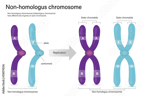 Diagram of non-homologus chromosome. Sister chromatids. Heterologus chromosome. Vector used for scientific and medical education.