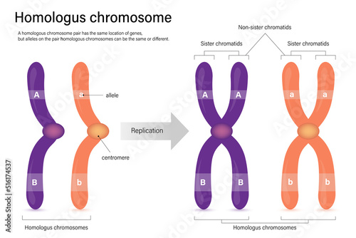 Diagram of homologus chromosome. Sister chromatids and Non-sister chromatids. Vector used for scientific and medical education. photo