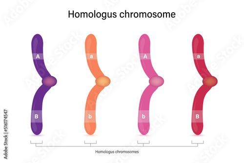 Homologous chromosome has the same location of genes, but alleles can be the same or different. Vector used for scientific and medical education.