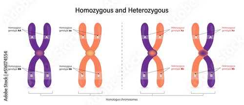 The difference of homozygous and Heterozygous. Vector used for scientific and medical education.