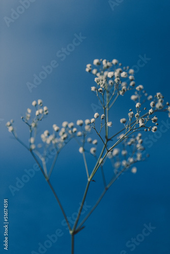 Art composition and beautiful shot of a white flower on a blue background