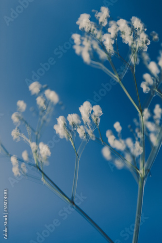 Art composition and beautiful shot of a white flower on a blue background © alexbutko_com