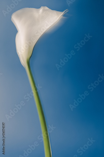 Art composition and beautiful shot of a white flower on a blue background