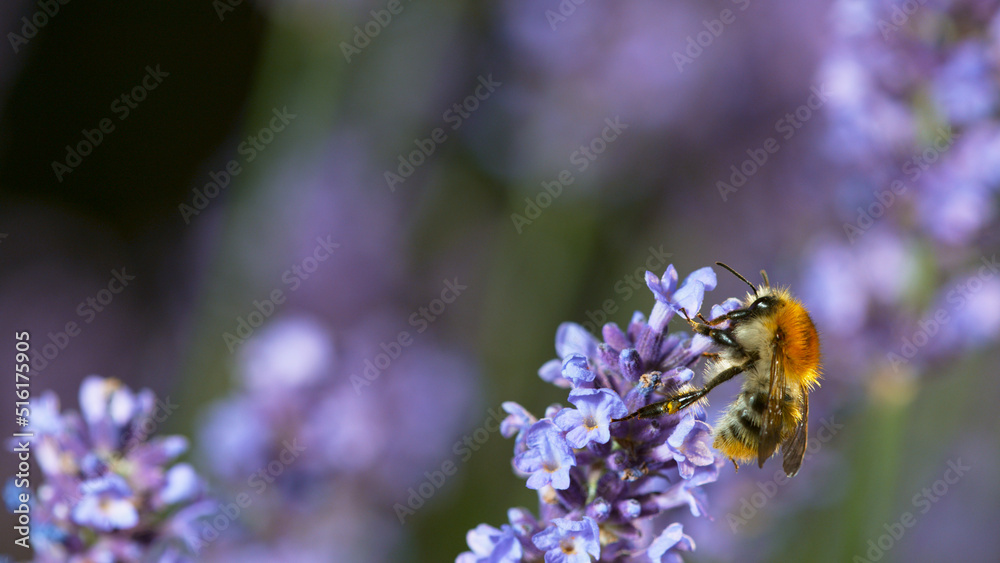 Close up of honey bee flying and collecting nectar pollen around garden lavender flowers Close up of honey bee flying and collecting nectar pollen around garden lavender flowers