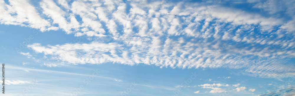 Sky panorama with cirrus clouds on a sunny day. Beautiful cirrus cloud. - obrazy, fototapety, plakaty 