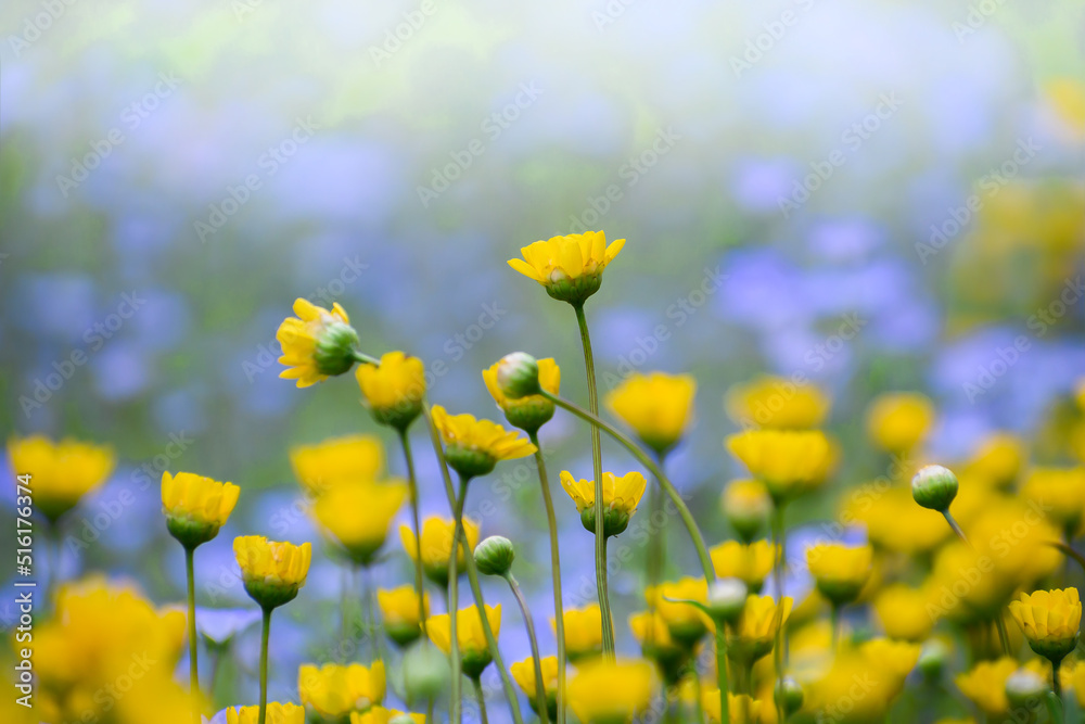 Obraz premium ムルチコーレ