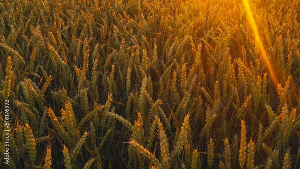 Golden wheat field during sunset, close-up. Golden wheat field during sunset, close-up.
