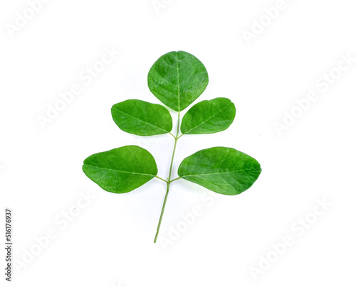 green moringa leaves,tropical herbs isolated on white background