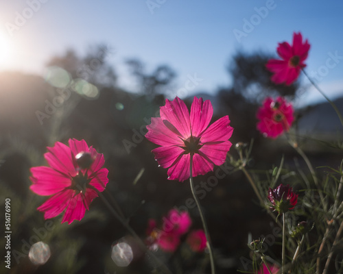 Cosmos