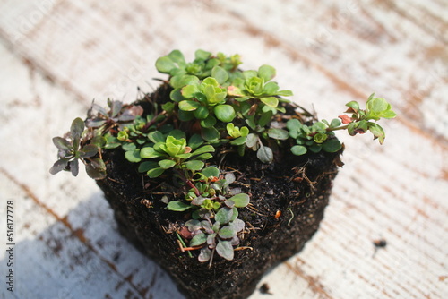 skalnica klinolistna Saxifraga cuneifolia 