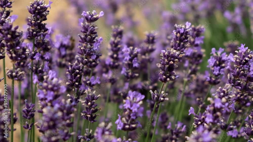 Lavender flowers in a lavender field. Close-up. Slow motion. Selective focus. Lavender flowers in a lavender field. Close-up. Slow motion. Selective focus.