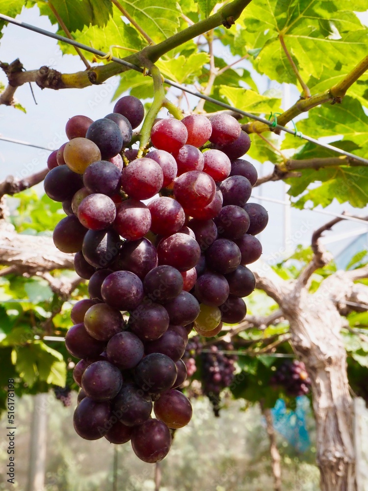 Grape in the garden.