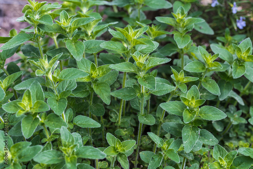 Wallpaper Mural organo in the herb bed Torontodigital.ca