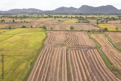 Large rice fields, many acres photo