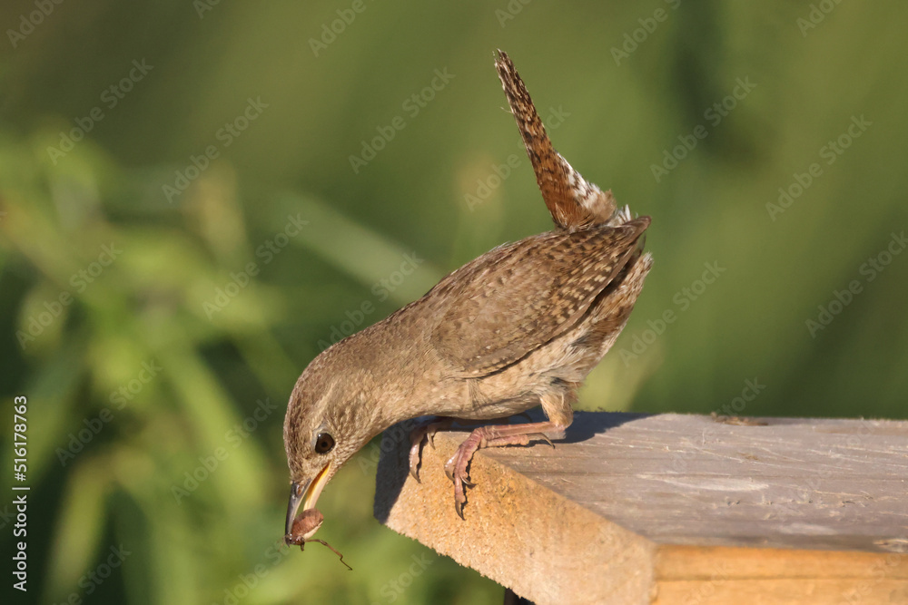 Obraz premium House wren perched on nesting box