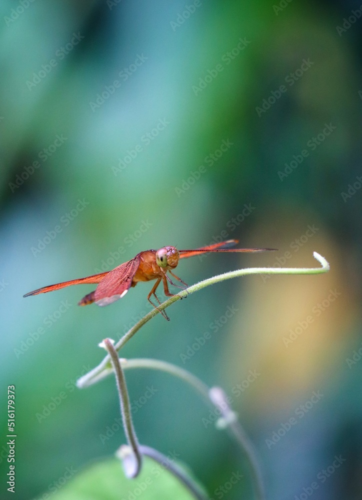 close up of a fulvous forest skimmer dragonfly close up of a fulvous forest skimmer dragonfly