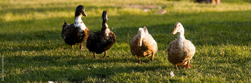 Fototapeta premium Domestic geese and ducks at the poultry farm stand on the green grass in nature on a hot sunny day. Breeding of birds. Household.