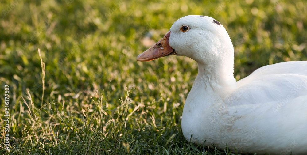 Domestic geese and ducks at the poultry farm stand on the green grass in nature on a hot sunny day. Breeding of birds. Household. Domestic geese and ducks at the poultry farm stand on the green grass in nature on a hot sunny day. Breeding of birds. Household.