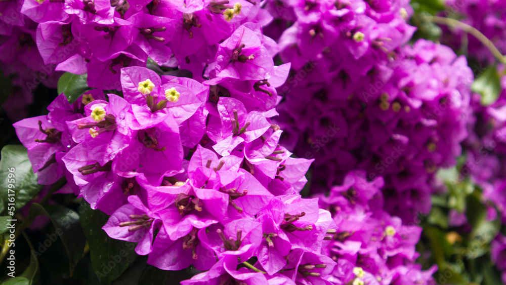purple bougainvillea tree flowers leaves sunlight purple bougainvillea tree flowers leaves sunlight