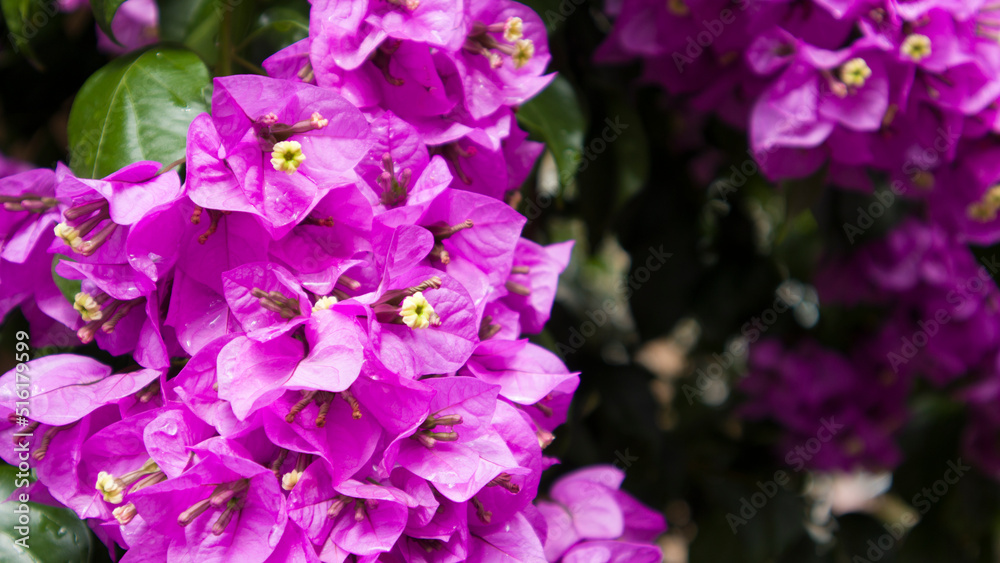purple bougainvillea tree flowers leaves sunlight purple bougainvillea tree flowers leaves sunlight