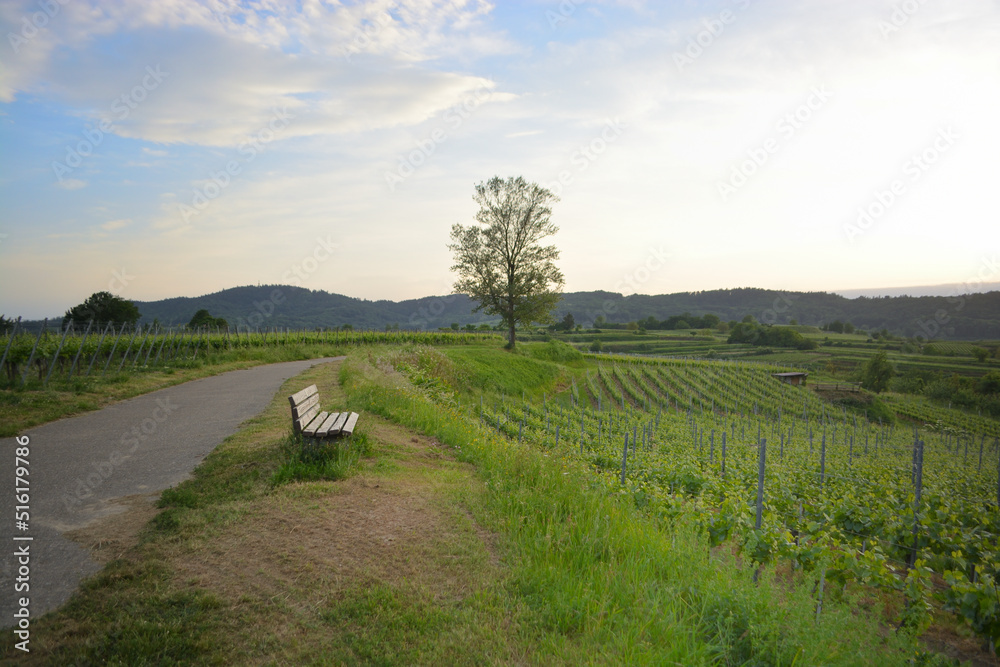 Fototapeta premium Kaiserstuhl near to Freiburg in Germany, a wine growing area