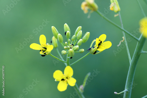 Pollen beetle (Meligethes aeneus, Brassicogethes aeneus), on rapeseed flowers. photo