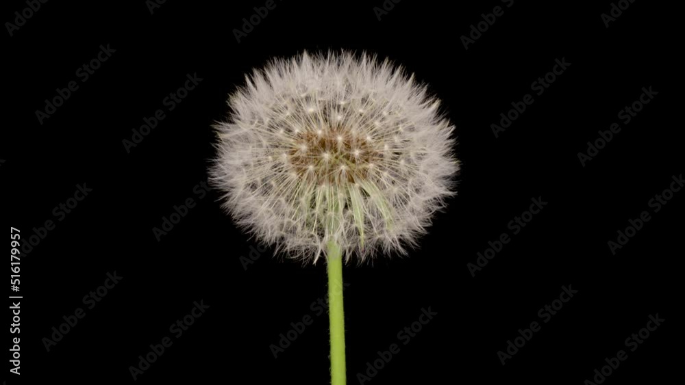 Time lapse of dandelion opening against a black background.