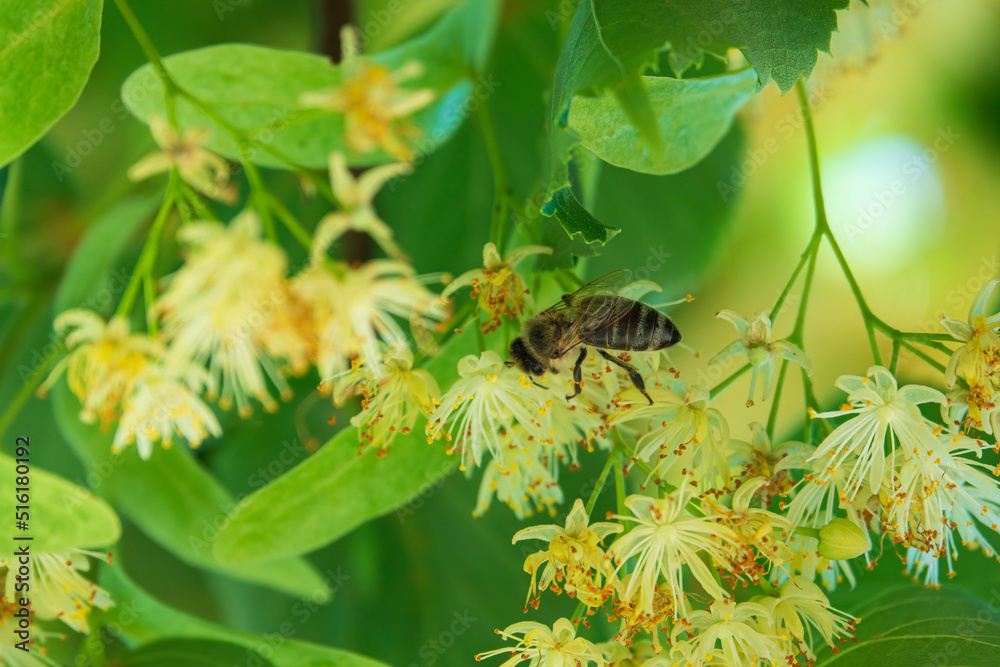 Honey bee collecting pollen on the linden flowers. Honey bee collecting pollen on the linden flowers.