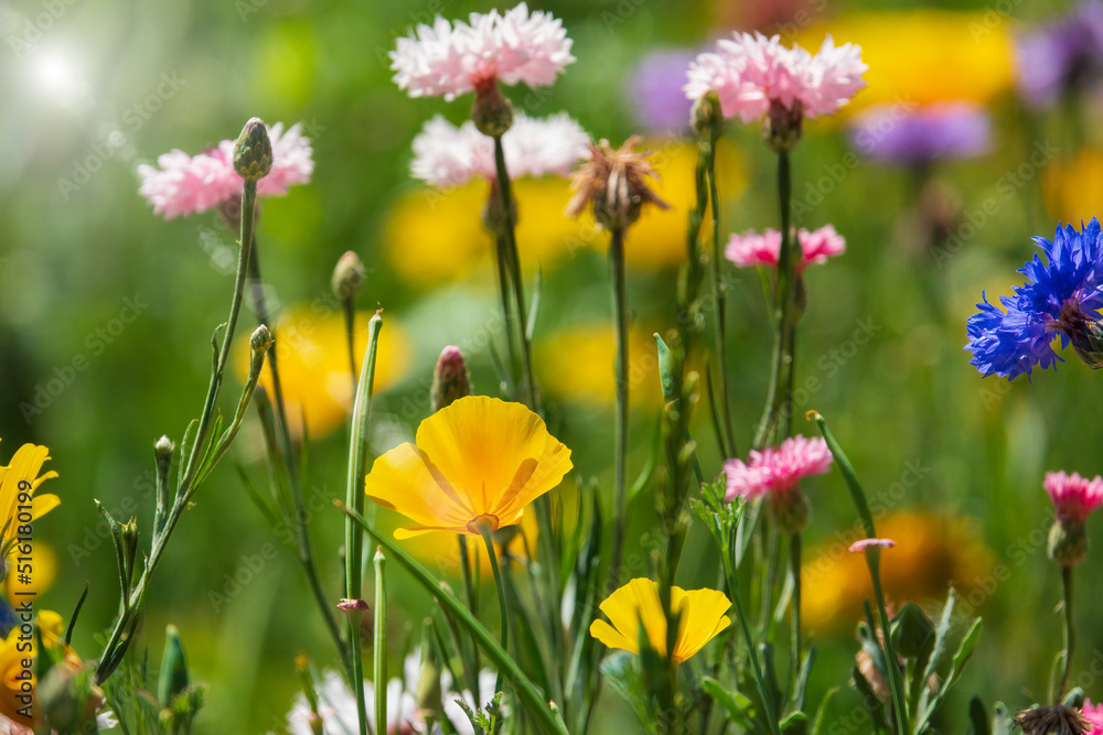 Obraz premium Various blooming wildflowers on the summer meadow