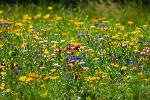 Field of colorful wildflowers.