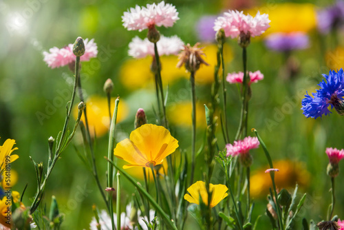 Various blooming wildflowers on the summer meadow © Mny-Jhee