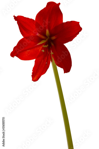 white vase with a red flower