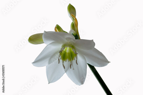 blossomed white flower