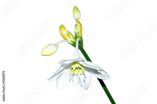 home blooming white flower