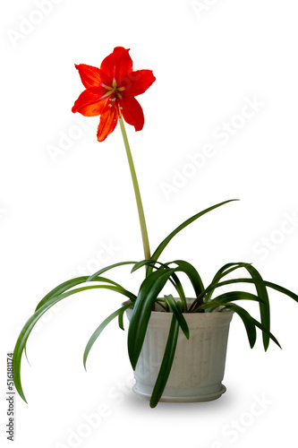white vase with a red flower