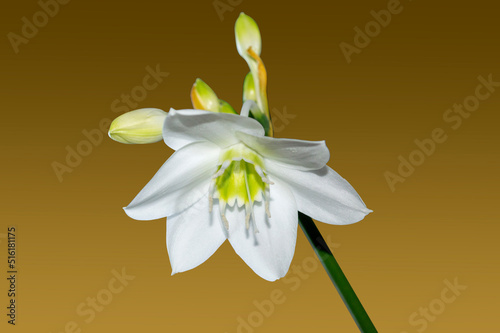 home blooming white flower