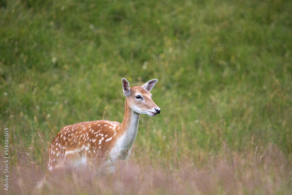 Bambi Bambi