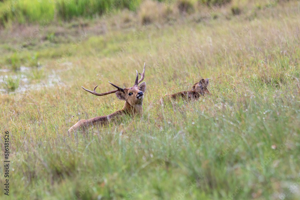 deer family in the field deer family in the field