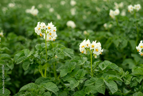Close-up of the white flowers of a flowering potato bush in the blooming season