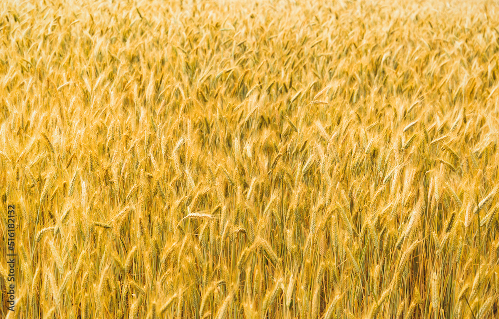 Rye ears ripen in the field. Selective focus. Natural background. Rye ears ripen in the field. Selective focus. Natural background.