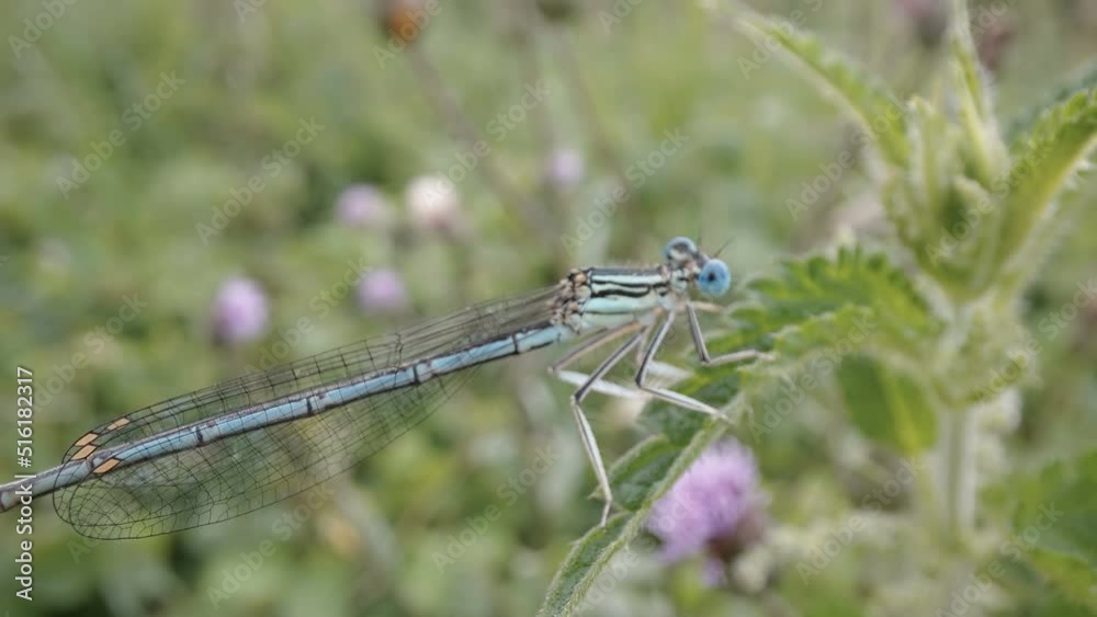 Closer look of the blue dragonfly on top of the green leaf in Estonia Closer look of the blue dragonfly on top of the green leaf in Estonia